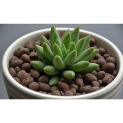 榆林花卉陶粒 陜西適中的綠化陶粒