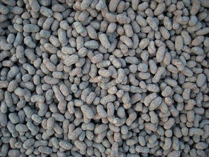 莆田回填墊層陶粒批發(fā)價(jià)格 歡迎咨詢(xún) 新中科建材供應(yīng)