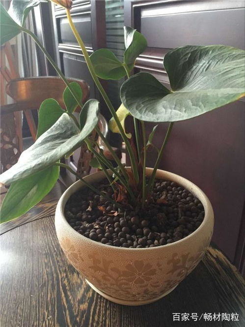 深圳陶粒批發(fā)批發(fā)價格 深圳陶粒批發(fā)生產(chǎn)廠家 八方資源網(wǎng)